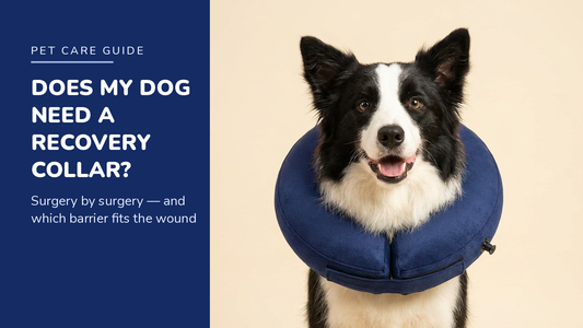 BENCMATE blog header — Does My Dog Need a Recovery Collar — Border Collie with Navy Blue recovery collar