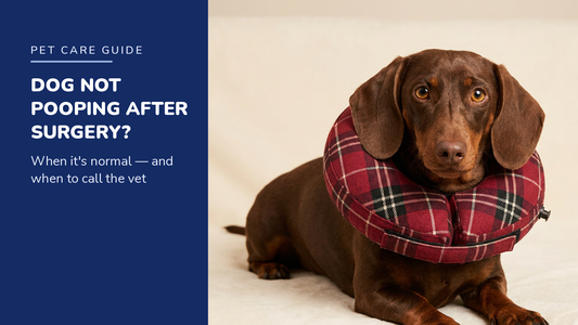 BENCMATE blog header — Dog Not Pooping After Surgery — Dachshund with Plaid recovery collar