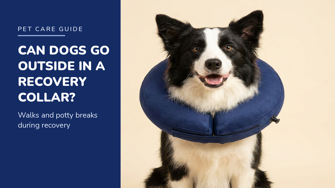 BENCMATE blog header — Can Dogs Go Outside in a Recovery Collar — Border Collie with Navy inflatable recovery collar