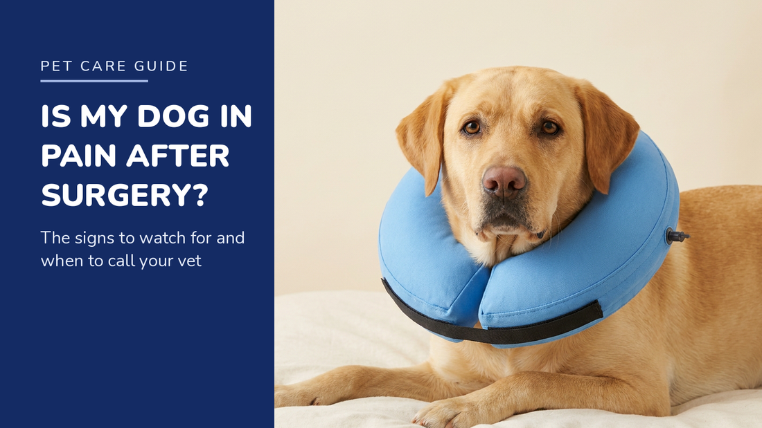 BENCMATE blog header — Dog pain after surgery signs — Yellow Labrador with Blue recovery collar