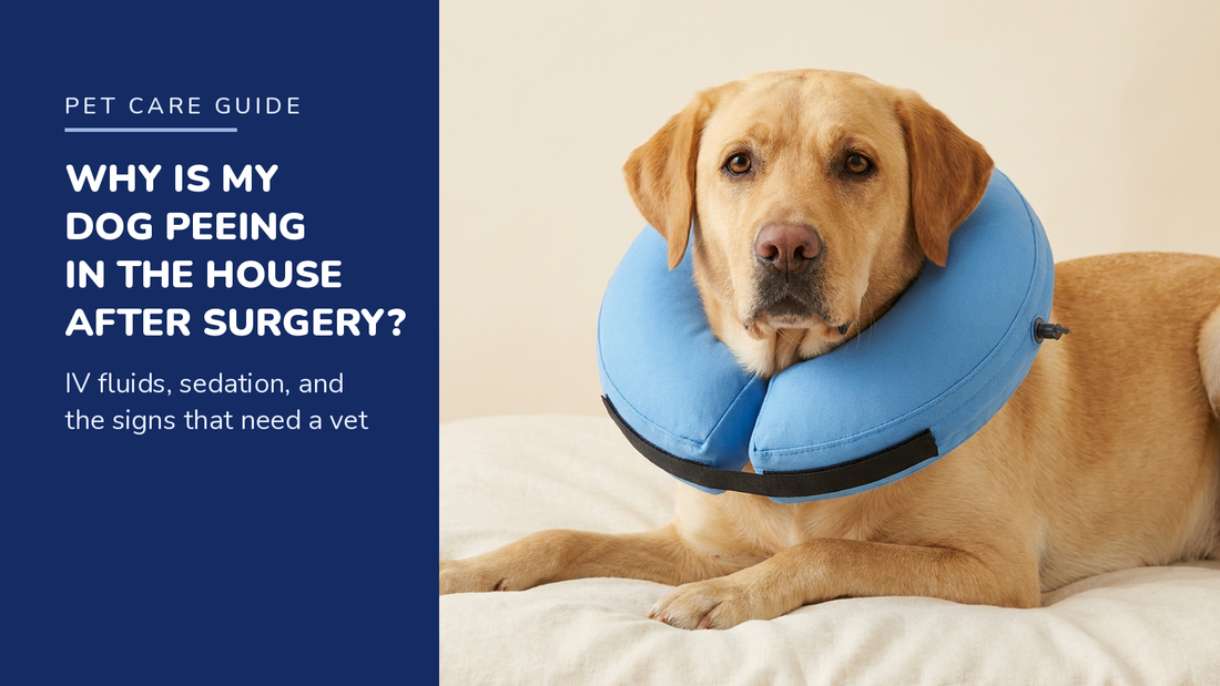 BENCMATE blog header — Why Is My Dog Peeing in the House After Surgery — Yellow Labrador with Blue recovery collar