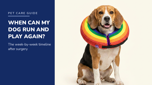 BENCMATE blog header — When Can My Dog Run and Play After Surgery — Beagle with Rainbow recovery collar