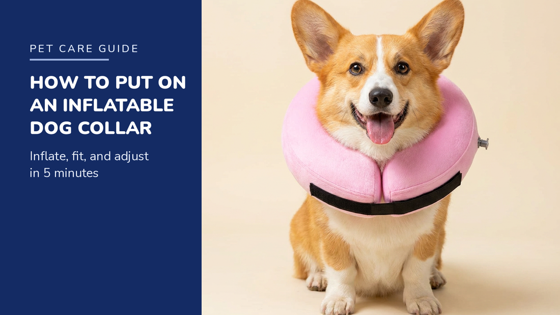 BENCMATE blog header — How to Put On an Inflatable Dog Collar — Corgi with Pink inflatable recovery collar