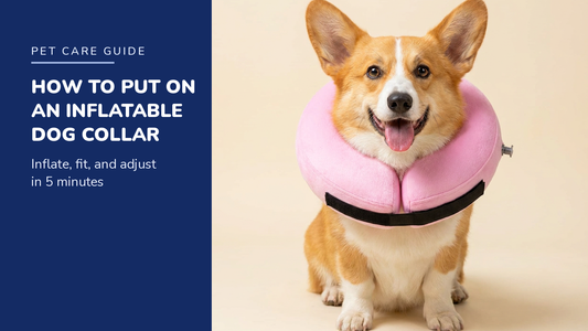 BENCMATE blog header — How to Put On an Inflatable Dog Collar — Corgi with Pink inflatable recovery collar