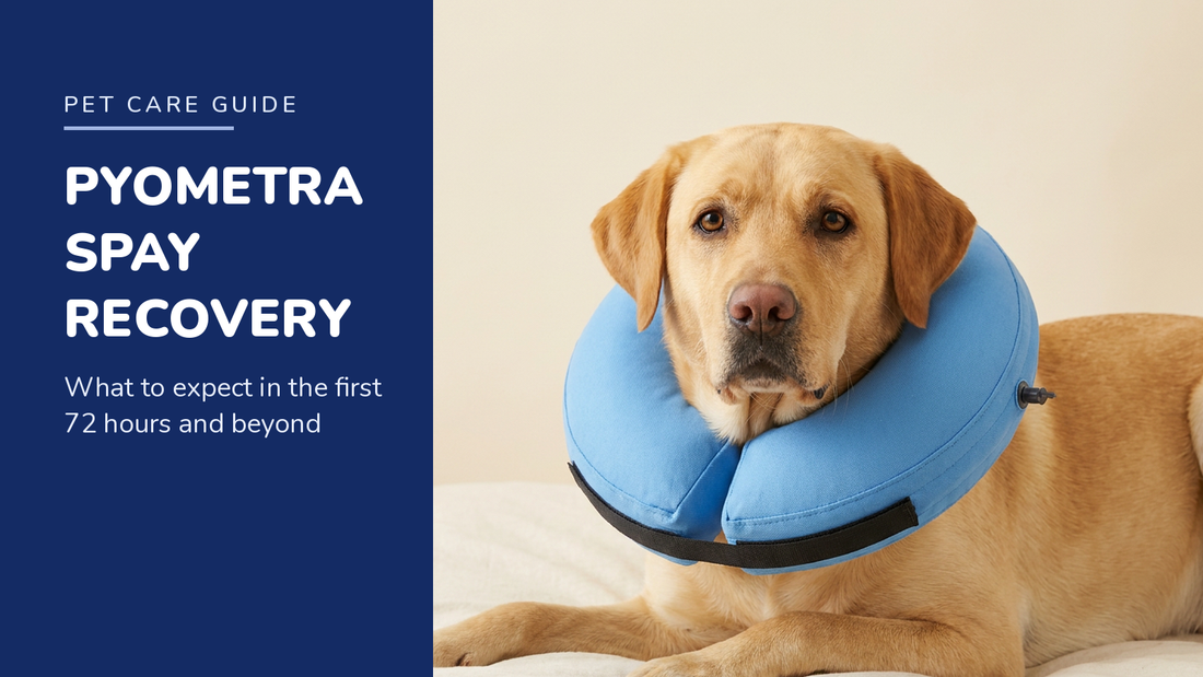 BENCMATE blog header — Dog Pyometra Spay Recovery — Yellow Labrador with Blue recovery collar