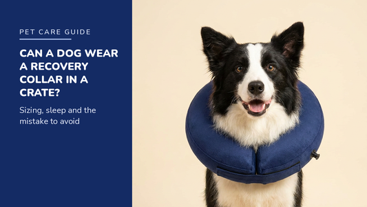 BENCMATE blog header — Can a Dog Wear a Recovery Collar in a Crate — Border Collie with Navy recovery collar