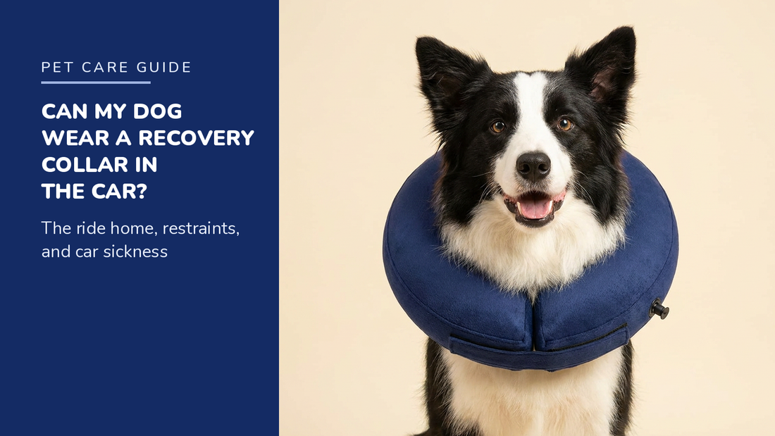 BENCMATE blog header — Can My Dog Wear a Recovery Collar in the Car — Border Collie with Navy recovery collar