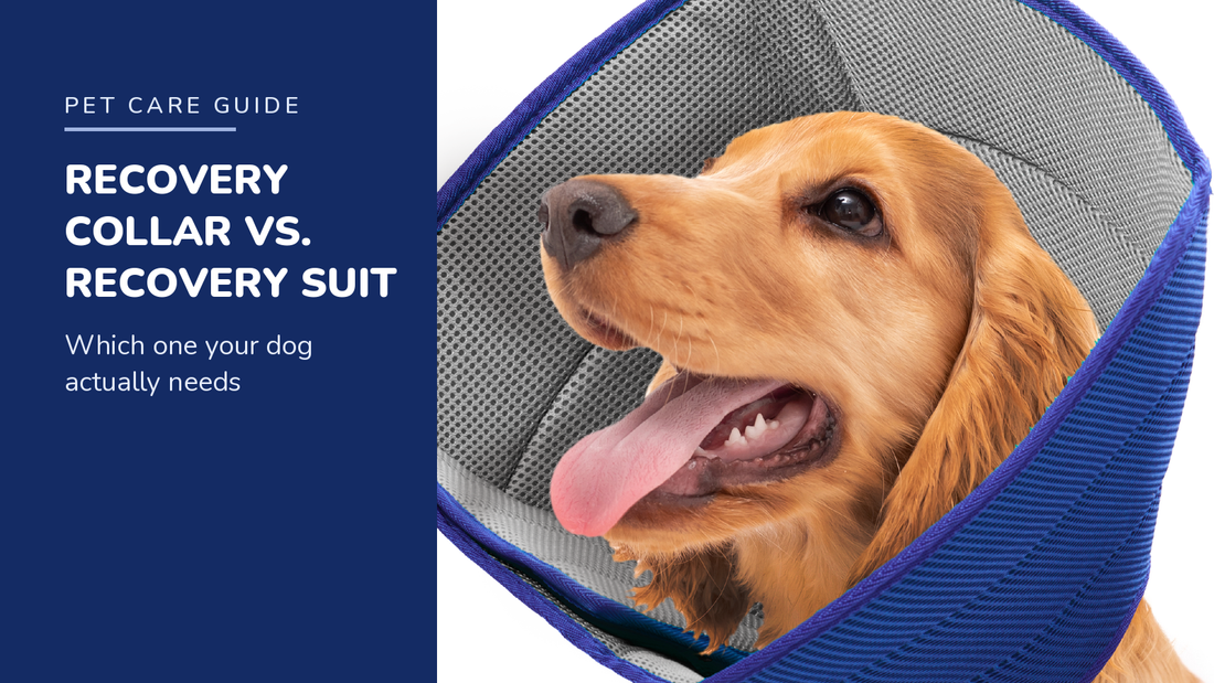 BENCMATE blog header — Recovery Collar vs. Recovery Suit — Golden Retriever with Grey recovery collar