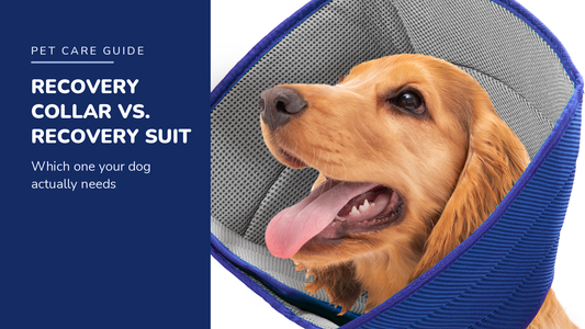 BENCMATE blog header — Recovery Collar vs. Recovery Suit — Golden Retriever with Grey recovery collar