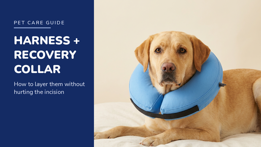 BENCMATE blog header — Harness and Recovery Collar Together — Yellow Labrador with Blue recovery collar