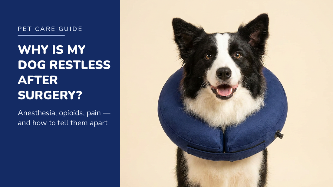 BENCMATE blog header — Why Is My Dog Restless After Surgery — Border Collie with Navy Blue recovery collar