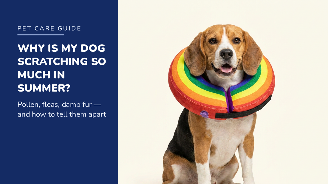 BENCMATE blog header — Why Is My Dog Scratching So Much in Summer — Beagle with Rainbow inflatable recovery collar