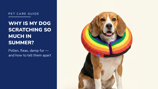 BENCMATE blog header — Why Is My Dog Scratching So Much in Summer — Beagle with Rainbow inflatable recovery collar