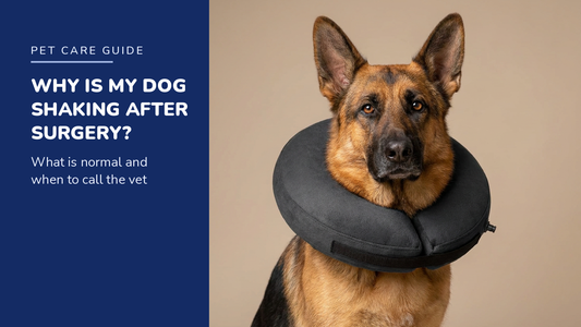 BENCMATE blog header — Why Is My Dog Shaking After Surgery — German Shepherd with Dark Grey recovery collar