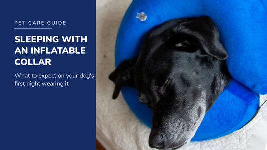 BENCMATE blog header — Can Dogs Sleep With an Inflatable Collar On — black Labrador resting in Blue recovery collar