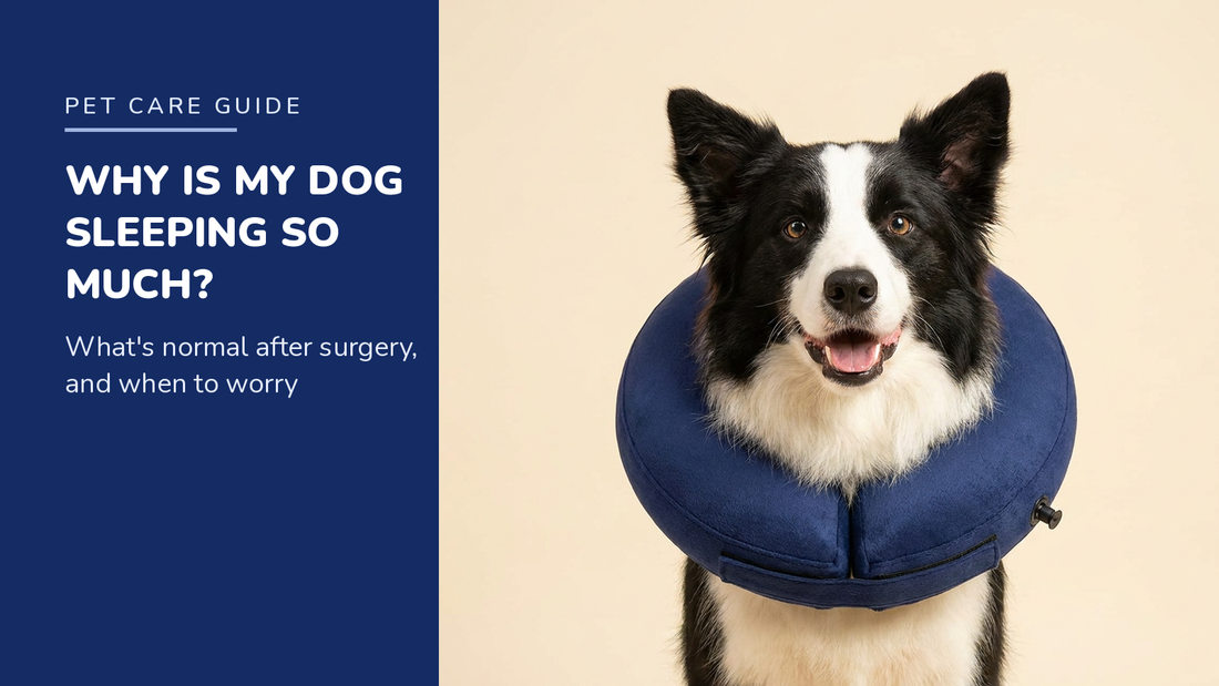 BENCMATE blog header — Why Is My Dog Sleeping So Much After Surgery — Border Collie with Navy recovery collar