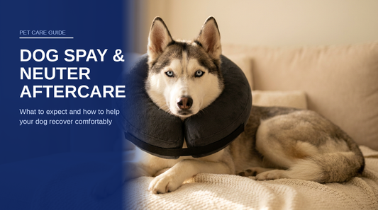 BENCMATE blog header — Dog Spay & Neuter Aftercare — Husky with Dark Grey recovery collar