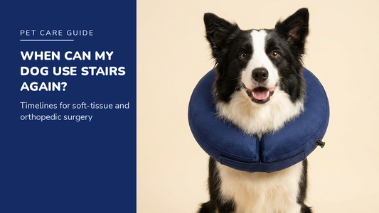 BENCMATE blog header — When Can My Dog Use Stairs After Surgery — Border Collie with Navy inflatable recovery collar