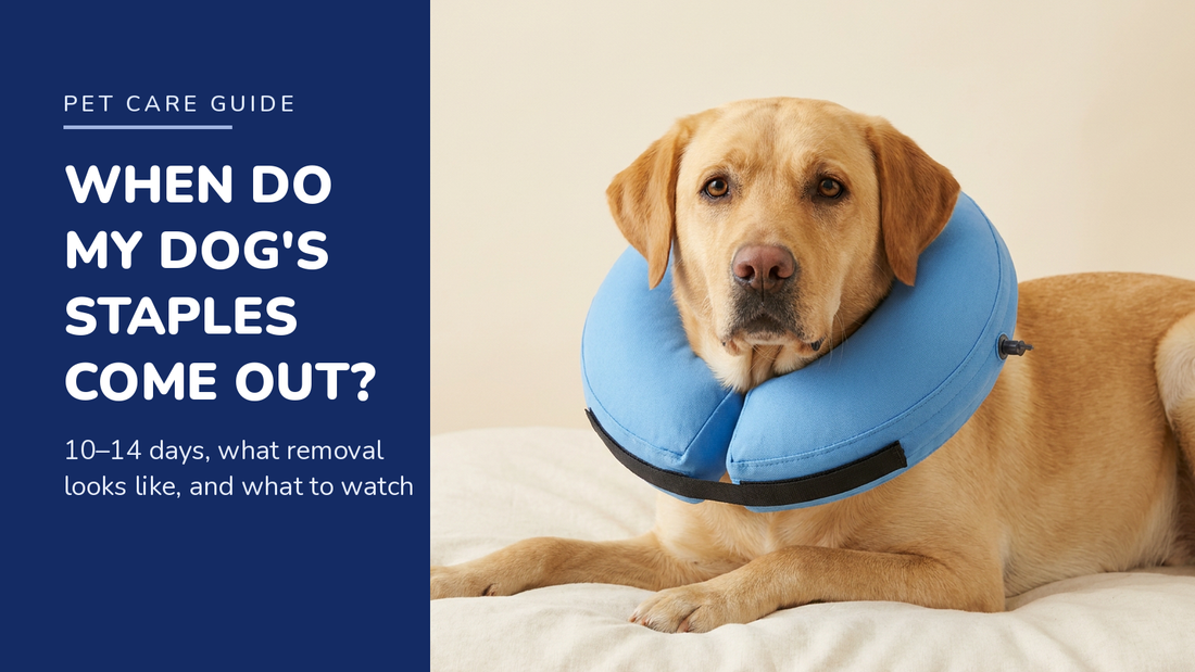 BENCMATE blog header — When Do a Dog's Staples Come Out After Surgery — Yellow Labrador with Blue recovery collar