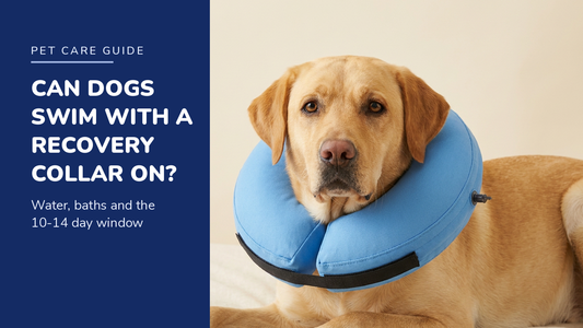 BENCMATE blog header — Can Dogs Swim With a Recovery Collar — Yellow Labrador with Blue recovery collar