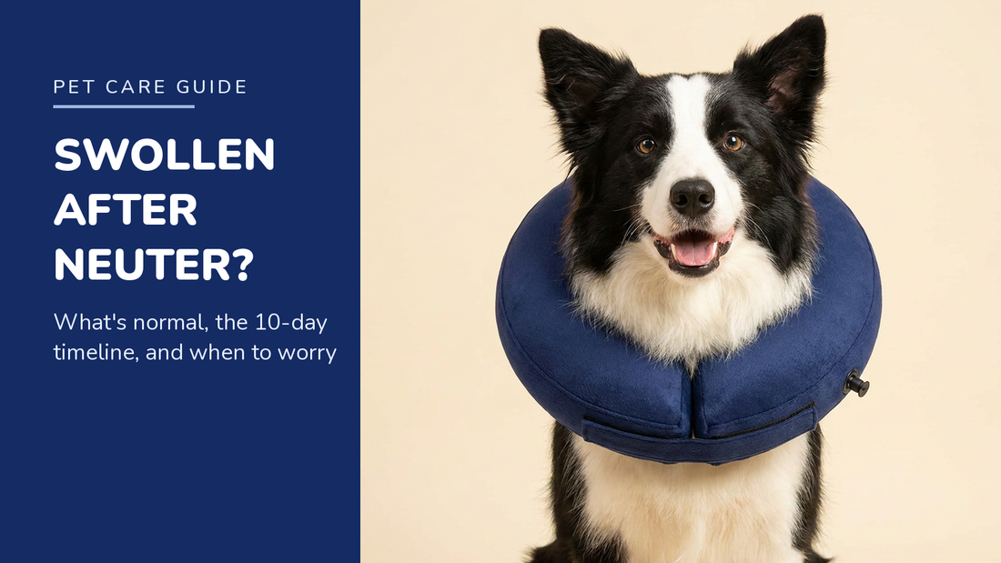 BENCMATE blog header — Dog Swollen After Neuter — Border Collie with Navy Blue recovery collar