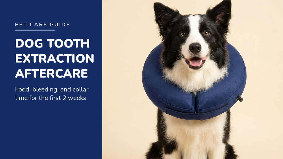 BENCMATE blog header — Dog Tooth Extraction Aftercare — Border Collie with Navy recovery collar