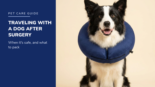 BENCMATE blog header — Can I Travel With My Dog After Surgery — Border Collie with Navy Blue recovery collar