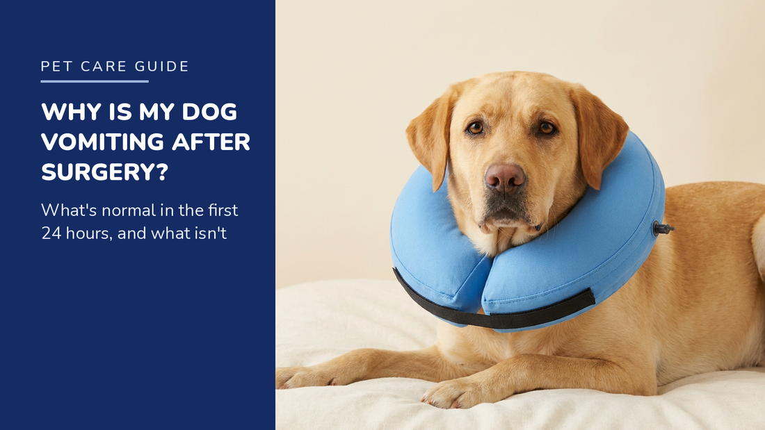 BENCMATE blog header — Why Is My Dog Vomiting After Surgery — Yellow Labrador with Blue inflatable recovery collar