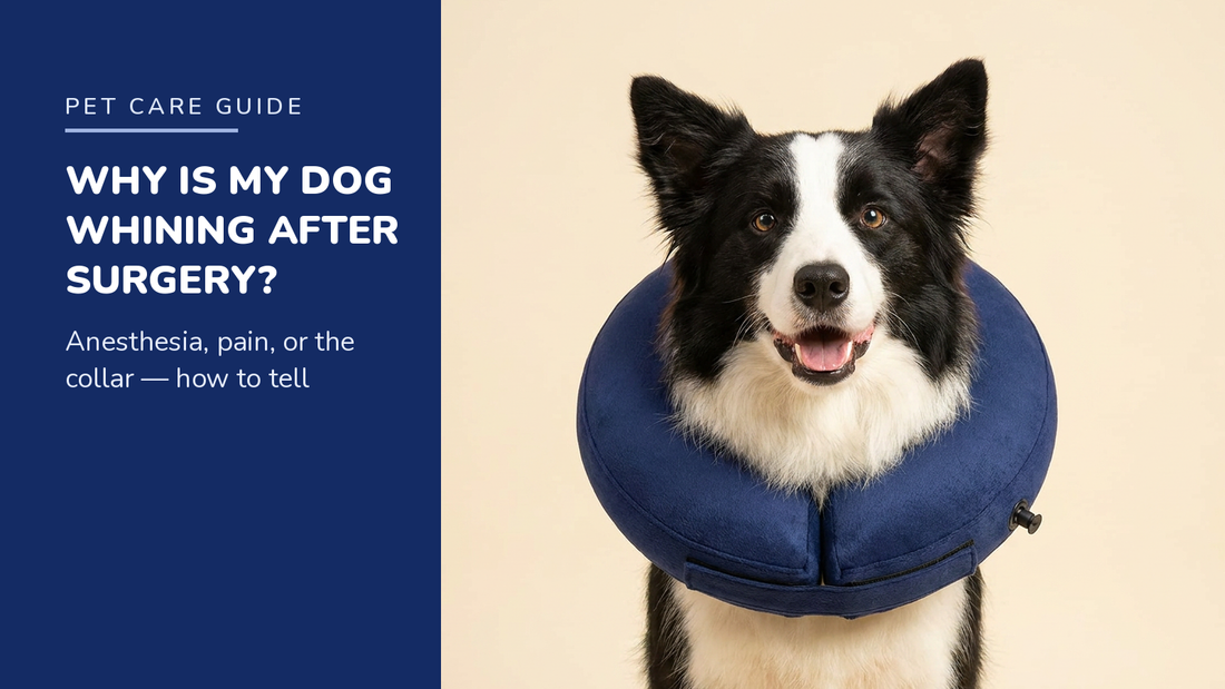 BENCMATE blog header - Why Is My Dog Whining After Surgery - Border Collie with Navy inflatable recovery collar