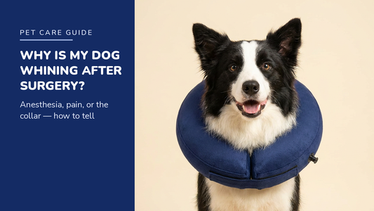 BENCMATE blog header - Why Is My Dog Whining After Surgery - Border Collie with Navy inflatable recovery collar