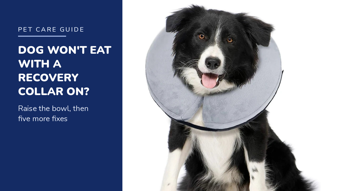 BENCMATE blog header — Dog Won't Eat With a Recovery Collar — Border Collie with Grey recovery collar