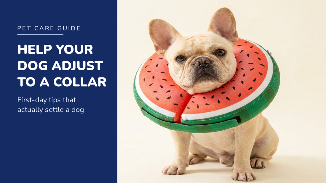 BENCMATE blog header — Help Your Dog Adjust to a Recovery Collar — French Bulldog with Watermelon inflatable recovery collar