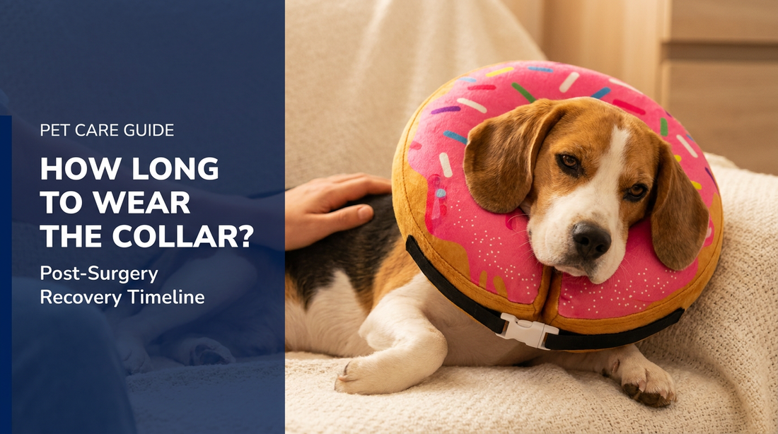 BENCMATE blog header — How Long Does a Dog Wear a Recovery Collar After Surgery — Beagle with Strawberry Donut recovery collar