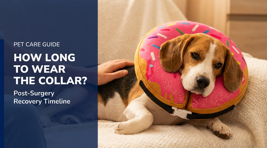 BENCMATE blog header — How Long Does a Dog Wear a Recovery Collar After Surgery — Beagle with Strawberry Donut recovery collar