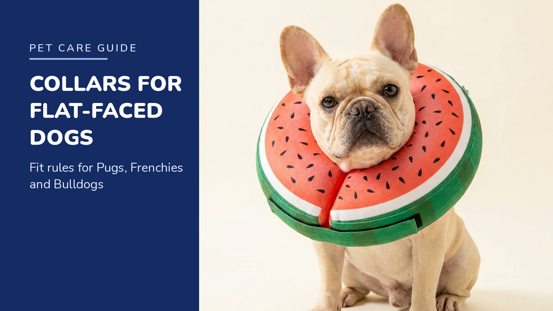 BENCMATE blog header - Recovery Collars for Flat-Faced Dogs - French Bulldog with Watermelon inflatable recovery collar