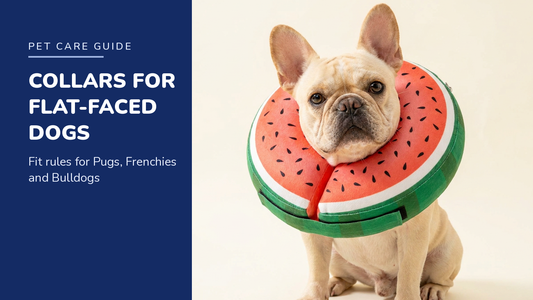 BENCMATE blog header - Recovery Collars for Flat-Faced Dogs - French Bulldog with Watermelon inflatable recovery collar