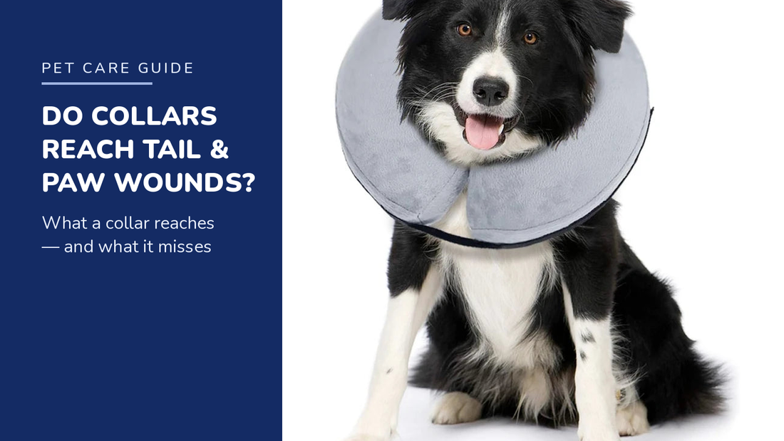 BENCMATE blog header — Do Inflatable Collars Work for Tail, Paw, and Hind-End Wounds — Border Collie with Grey recovery collar