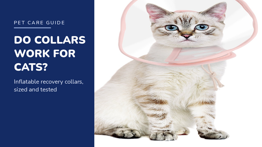 BENCMATE blog header — Do Inflatable Recovery Collars Work for Cats — tabby cat with Pink recovery collar