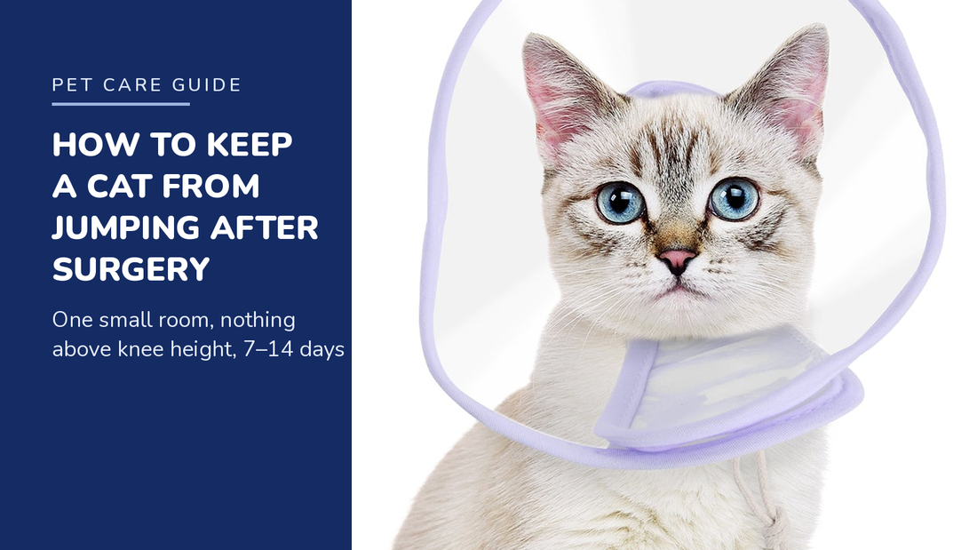 BENCMATE blog header — How to Keep a Cat From Jumping After Surgery — tabby cat with Purple recovery collar