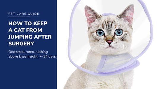 BENCMATE blog header — How to Keep a Cat From Jumping After Surgery — tabby cat with Purple recovery collar