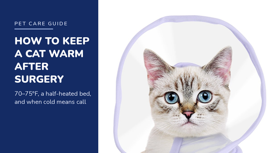 BENCMATE blog header — How to Keep a Cat Warm After Surgery — tabby cat wearing a purple recovery collar