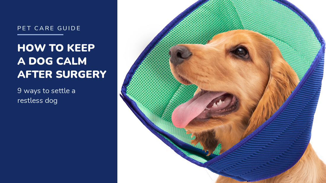 BENCMATE blog header — How to Keep a Dog Calm After Surgery — Golden Retriever with Green recovery collar