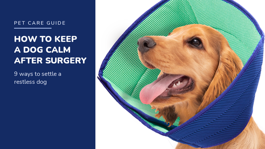 BENCMATE blog header — How to Keep a Dog Calm After Surgery — Golden Retriever with Green recovery collar