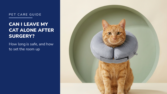 BENCMATE blog header — Can I Leave My Cat Alone After Surgery — ginger tabby cat with Grey inflatable recovery collar