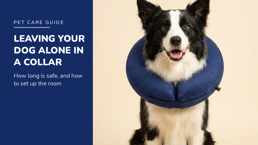 BENCMATE blog header — Leaving Your Dog Alone in a Recovery Collar — Border Collie with Navy recovery collar