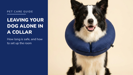 BENCMATE blog header — Leaving Your Dog Alone in a Recovery Collar — Border Collie with Navy recovery collar