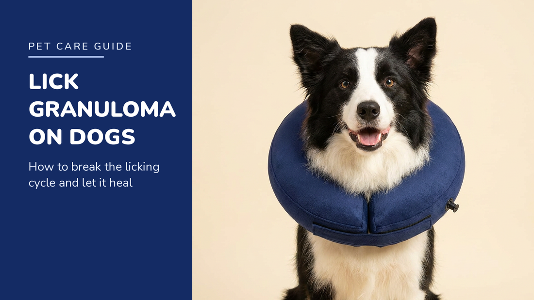 BENCMATE blog header — Lick Granuloma on Dogs — Border Collie with Navy Blue recovery collar