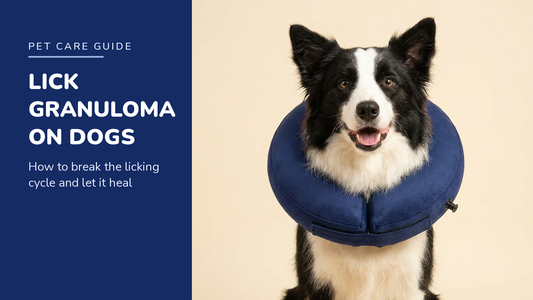 BENCMATE blog header — Lick Granuloma on Dogs — Border Collie with Navy Blue recovery collar