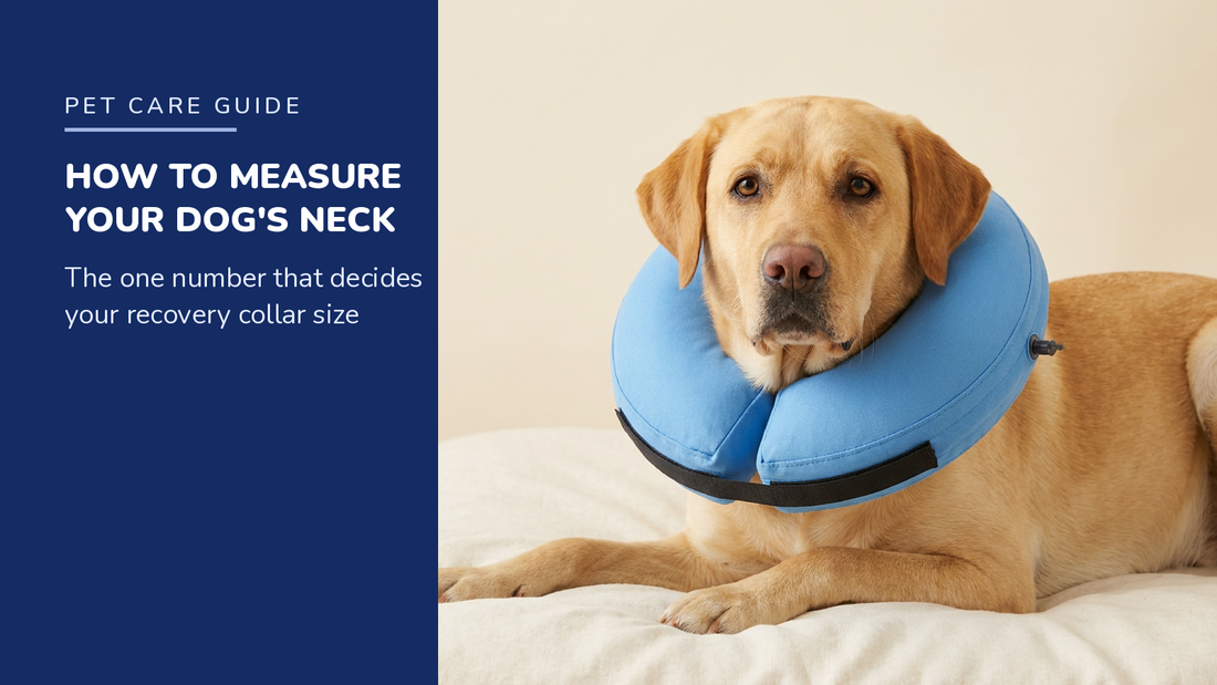 BENCMATE blog header — How to Measure Your Dog's Neck for a Recovery Collar — Yellow Labrador with Blue recovery collar