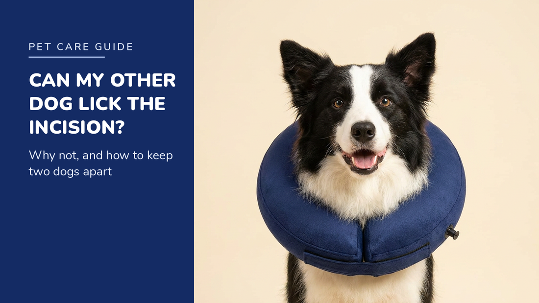BENCMATE blog header — Can My Other Dog Lick My Dog's Incision — Border Collie with Navy Blue recovery collar